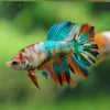 Multicolor/ Galaxy Koi Halfmoon- Female- 13 Weeks Old