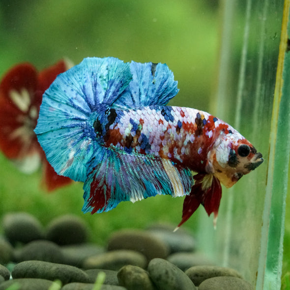Multicolor/Galaxy Koi Plakat -16 weeks Old