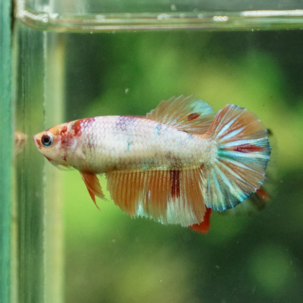 Multicolor/ Galaxy Koi Halfmoon - Female- 13 Weeks Old