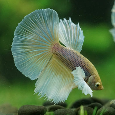 Dumbo Halfmoon - 12 weeks old