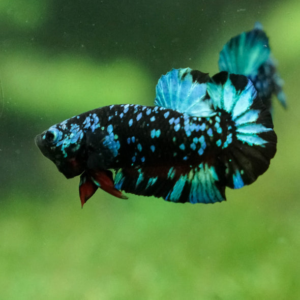 Black Koi Galaxy Plakat (Avatar) -13 weeks Old