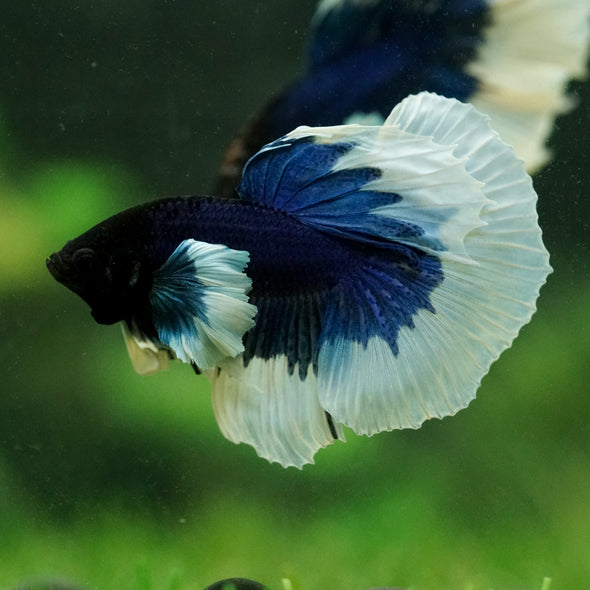 Dumbo Halfmoon - 14 weeks old