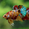 Multicolor/Galaxy Koi Plakat -11 weeks Old