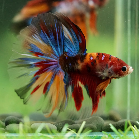 Galaxy/Candy Koi Halfmoon - 14 weeks old
