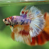 Galaxy/Candy Koi Halfmoon - 14 weeks old