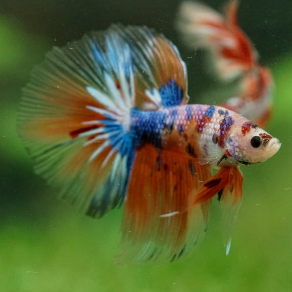 Galaxy/Candy Koi Halfmoon - 14 weeks old