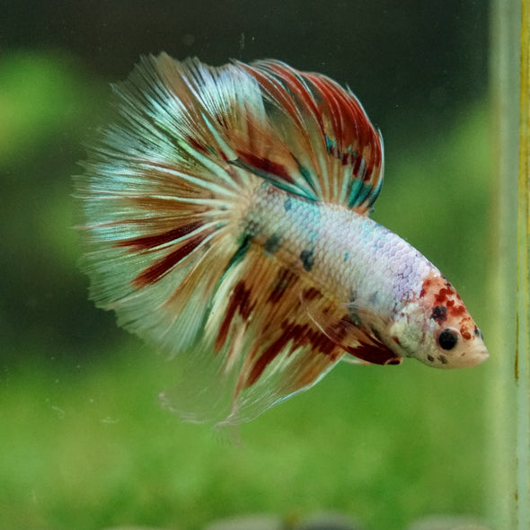 Galaxy/Candy Koi Halfmoon - 14 weeks old