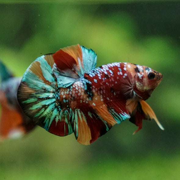 Multicolor/Galaxy Koi Plakat -13 weeks Old