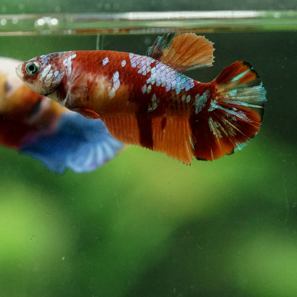 Multicolor/ Galaxy Koi Plakat- Female- 13 Weeks Old