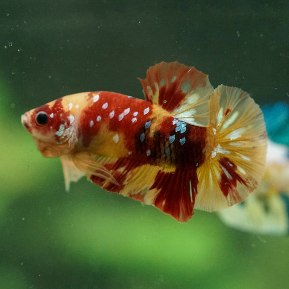 Multicolor/Galaxy Koi Plakat -14 weeks Old