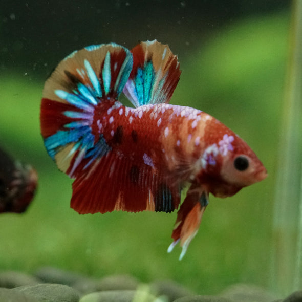 Multicolor/Galaxy Koi Plakat -16 weeks Old