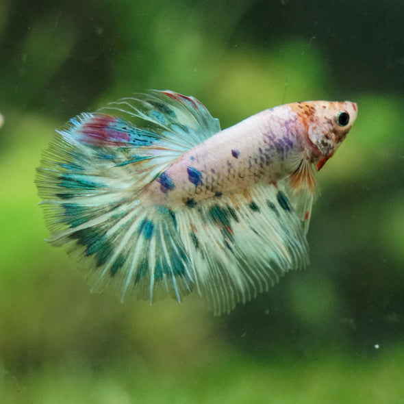 Galaxy/Candy Koi Halfmoon - 14 weeks old