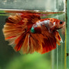 Galaxy/Candy Koi Halfmoon - 14 weeks old