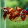 Multicolor/Galaxy Koi Plakat -16 weeks Old