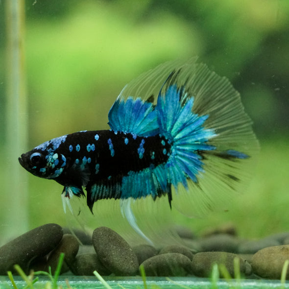 Black Base Galaxy Koi Halfmoon (Avatar) - 14 weeks old
