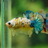 Multicolor/Galaxy Koi Plakat -16 weeks Old