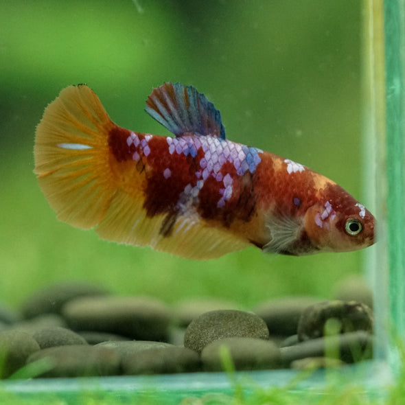 Multicolor/ Galaxy Koi Plakat- Female- 13 Weeks Old