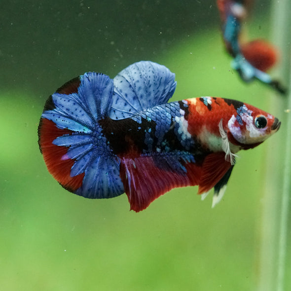Multicolor/Galaxy Koi Plakat -16 weeks Old