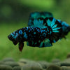 Black Koi Galaxy Plakat (Avatar) -13 weeks Old