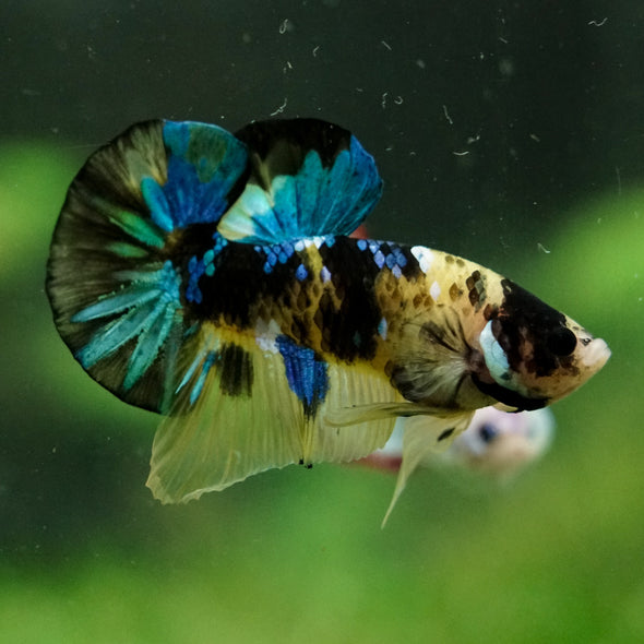 Multicolor/Galaxy Koi Plakat -16 weeks Old