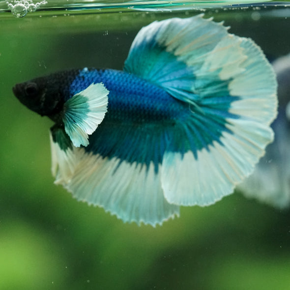 Dumbo Halfmoon - 11 weeks old