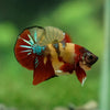 Multicolor/Galaxy Koi Plakat -13 weeks Old