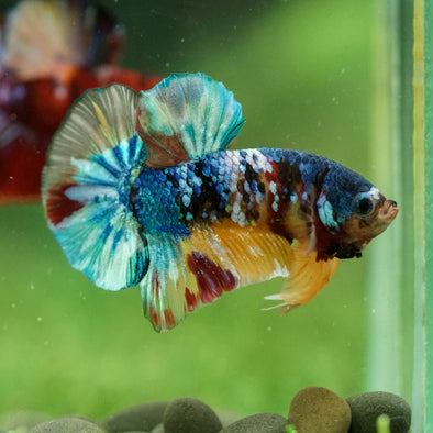 Multicolor/Galaxy Koi Plakat -16 weeks Old