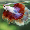 Galaxy/Candy Koi Halfmoon - 14 weeks old