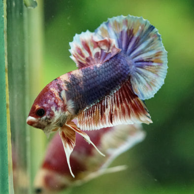 Multicolor/Galaxy Koi Plakat -11 weeks Old