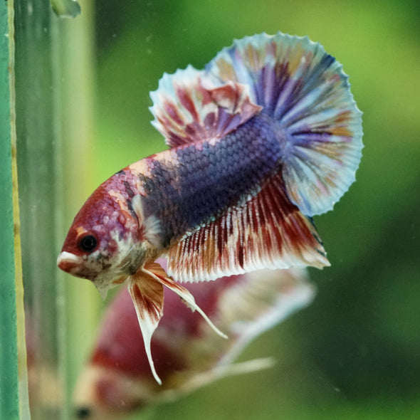 Multicolor/Galaxy Koi Plakat -11 weeks Old