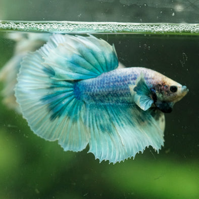 Dumbo Halfmoon - 12 weeks old