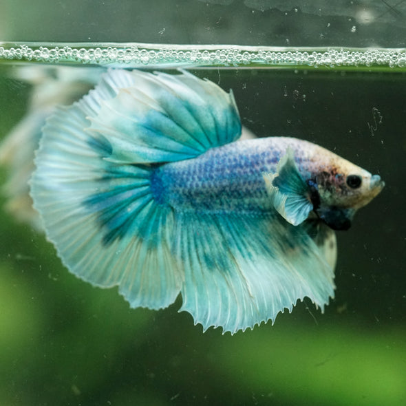 Dumbo Halfmoon - 12 weeks old