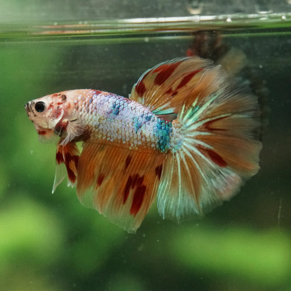 Galaxy/Candy Koi Halfmoon - 14 weeks old