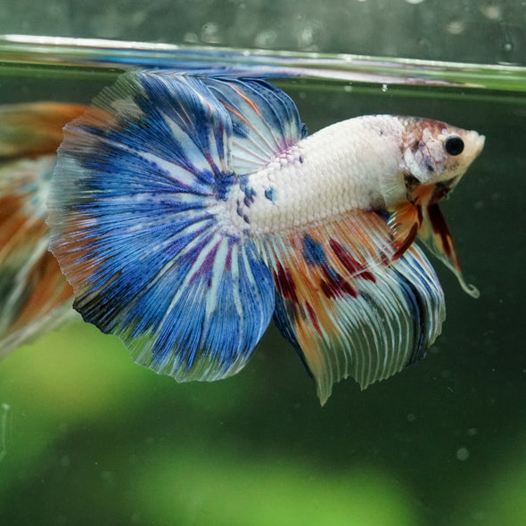 Galaxy/Candy Koi Halfmoon - 14 weeks old