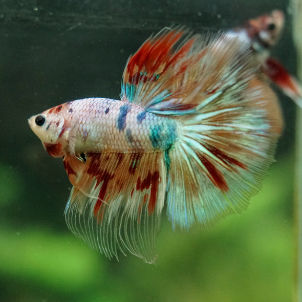 Galaxy/Candy Koi Halfmoon - 14 weeks old