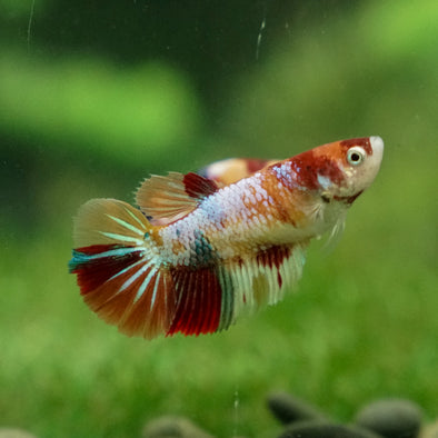 Multicolor/ Galaxy Koi Halfmoon - Female- 13 Weeks Old