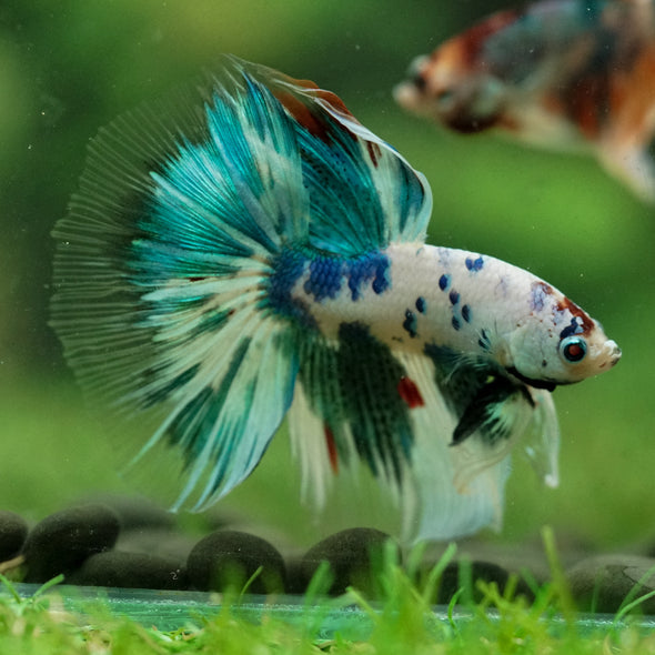 Galaxy/Candy Koi Halfmoon - 13 weeks old