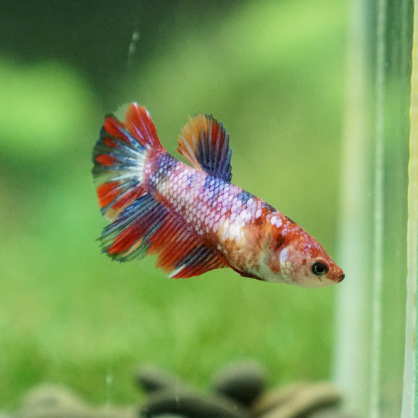 Multicolor/ Galaxy Koi Halfmoon - Female- 13 Weeks Old