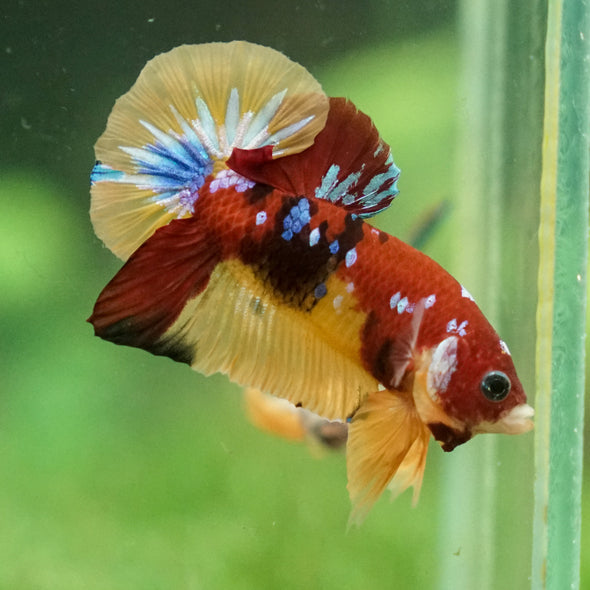 Multicolor/Galaxy Koi Plakat -13 weeks Old