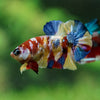 Multicolor/Galaxy Koi Plakat -15 weeks Old