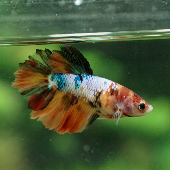 Multicolor/ Galaxy Koi Halfmoon- Female- 13 Weeks Old