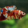Multicolor/Galaxy Koi Plakat -16 weeks Old