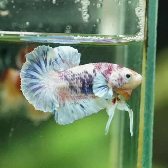 Multicolor/Galaxy Koi Plakat -10 weeks Old