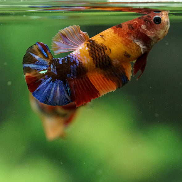 Multicolor/ Galaxy Koi Plakat- Female- 13 Weeks Old