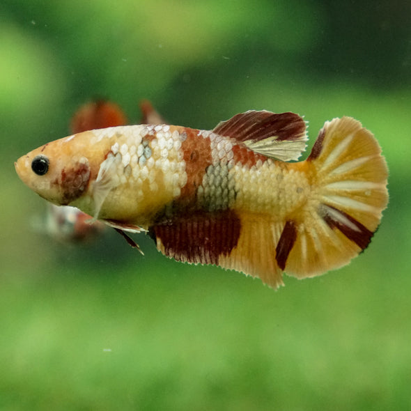 Multicolor/ Galaxy Koi Plakat - Female- 13 Weeks Old