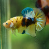 Multicolor/Galaxy Koi Plakat -16 weeks Old