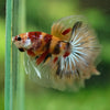 Galaxy/Candy Koi Halfmoon - 14 weeks old