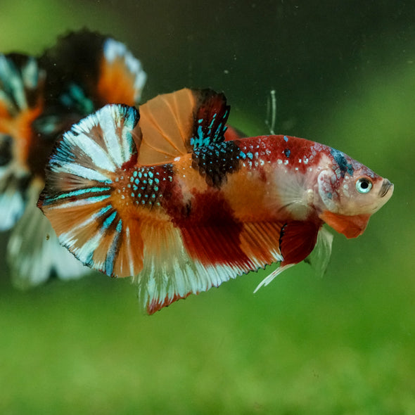 Multicolor/Galaxy Koi Plakat -16 weeks Old