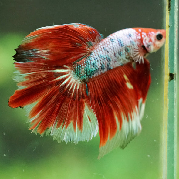 Galaxy/Candy Koi Halfmoon - 14 weeks old