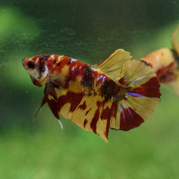 Multicolor/Galaxy Koi Plakat -13 weeks Old